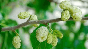 White Mulberry Leaf